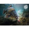 Delphin D Snax Shell Mango-Barac 10mm Wafers 30gr