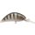 Rapture Pro Hot Bean Area S GSH 3.5gr 4cm Wobbler