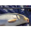 NEVIS Method Carp Feeder 360H 45-120g Feeder rod