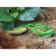 Rapture Dancer Frog 6,5cm 16gr Weed Frog Reproduction