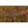 Rapture ULC Crayfish 5,3cm 1,7gr Watermelon RF Soft rubber bait 8pcs