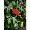 BlackCat Black Cat Micro U-Float 3,5g black/orange/yellow
