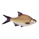 Fish Pillow Bream 34Cm