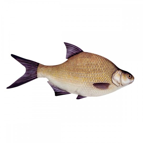 Fish Pillow Bream 70Cm