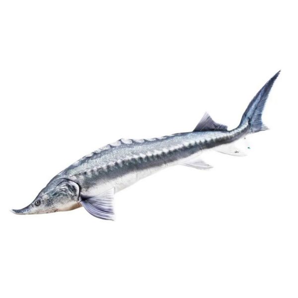 EnergoTeam The Beluga Sturgeon 140cm Halas Párna
