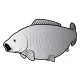 Delphin Self-adhesive carp SILVER
