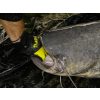 BlackCat Black Cat Catfish Gloves
