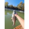 Reiva Blademaster 6 10,5gr WG Special artificial bait