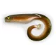 Black Cat Mega Curl Tail Eel 22cm 29gr Plastic Lure