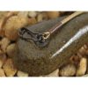 Korda COG Distance Lead Bojlis Lead 112gr