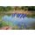 Garbolino Carp Competition Float Sp C81 - 0,3gr - Hard Skin - Inter 3,0Mm - Competition float - Light float
