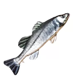 EnergoTeam The European Sea Bass 70cm Fish Pillow
