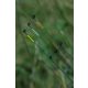 Guru Fibreglass Quiver Feeder rod - 1.0 oz