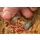 Guru Window Feeder XS Window basket 40+50gr - Replaceable weight