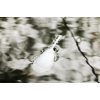 Korda Surface Float 15g - ZIG float
