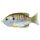 Livetarget Sunfish Walking Bait Natural/Olive Bluegill 7,5cm 12gr Sunfish