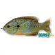 Livetarget Sunfish Walking Bait Natural/Blue Pumpkinseed 7,5cm 12gr Sunfish Artificial bait
