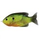 Livetarget Sunfish Walking Bait Florescent Pumpkinseed 7,5cm 12gr Sunfish Artificial bait