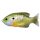 Livetarget Sunfish Walking Bait Natural/gr Sunfish Artificial Bait Bluegill 7,5cm 12gr Sunfish Artificial Bait