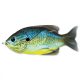 Livetarget Sunfish Walking Bait Blue/Yellow Pumpkinseed 7,5cm 12gr Sunfish artificial bait