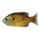 Livetarget Sunfish Walking Bait Copper Pumpkinseed 7,5cm 12gr Sunfish Artificial bait