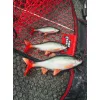 Fox Rage Ultra Realistic Roach Replicant Roach Plastic Lure 10cm 18gr