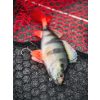 Fox Rage Ultra Realistic Perch Replicant Bass Plastic Bait 14cm 52gr