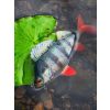 Fox Rage Ultra Realistic Perch Replicant Bass Plastic Bait 14cm 52gr