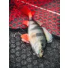 Fox Rage Ultra Realistic Perch Replicant Perch Plastic Lure 18cm 100gr