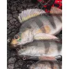 Fox Rage Ultra Realistic Perch Replicant Perch Plastic Lure 18cm 100gr