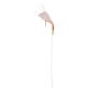 SRT Sabiki Rubber Pink Phospho Heads 175cm 6H 4 Pre-tied Hook 6pcs
