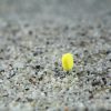 Stég Upters Corn Wafter Mango 10mm 10pcs