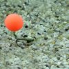 Stég Upters Method Ball Wafter Honey 6-8mm 10pcs